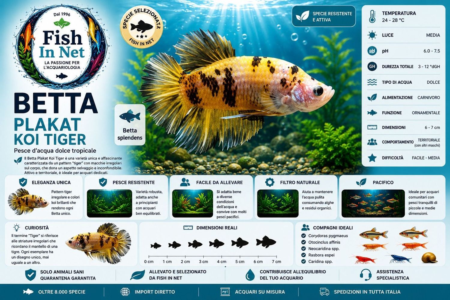 BETTA MASCHIO PLAKAT KOI TIGER