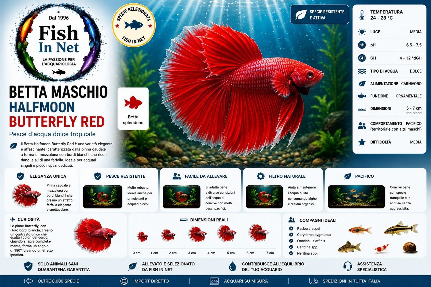 BETTA MASCHIO HALFMOON BUTTERFLY RED BETTA MASCHIO HALFMOON BUTTERFLY RED