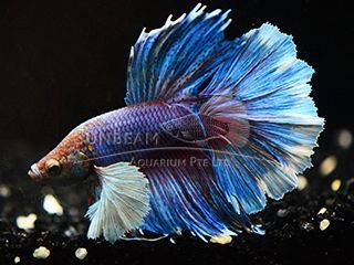 BETTA MASCHIO HALFMOON DUMBO EAR