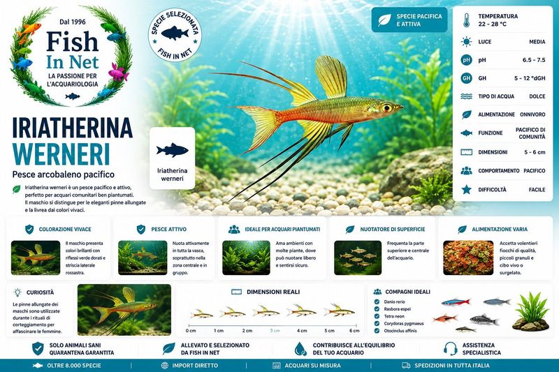 IRIATHERINA WERNERI sm IRIATHERINA WERNERI sm