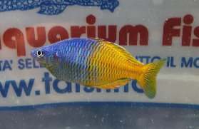 MELANOTAENIA BOESEMANI