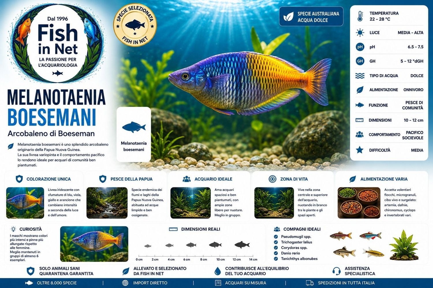 MELANOTAENIA BOESEMANI