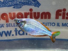 MELANOTAENIA PRAECOX MD