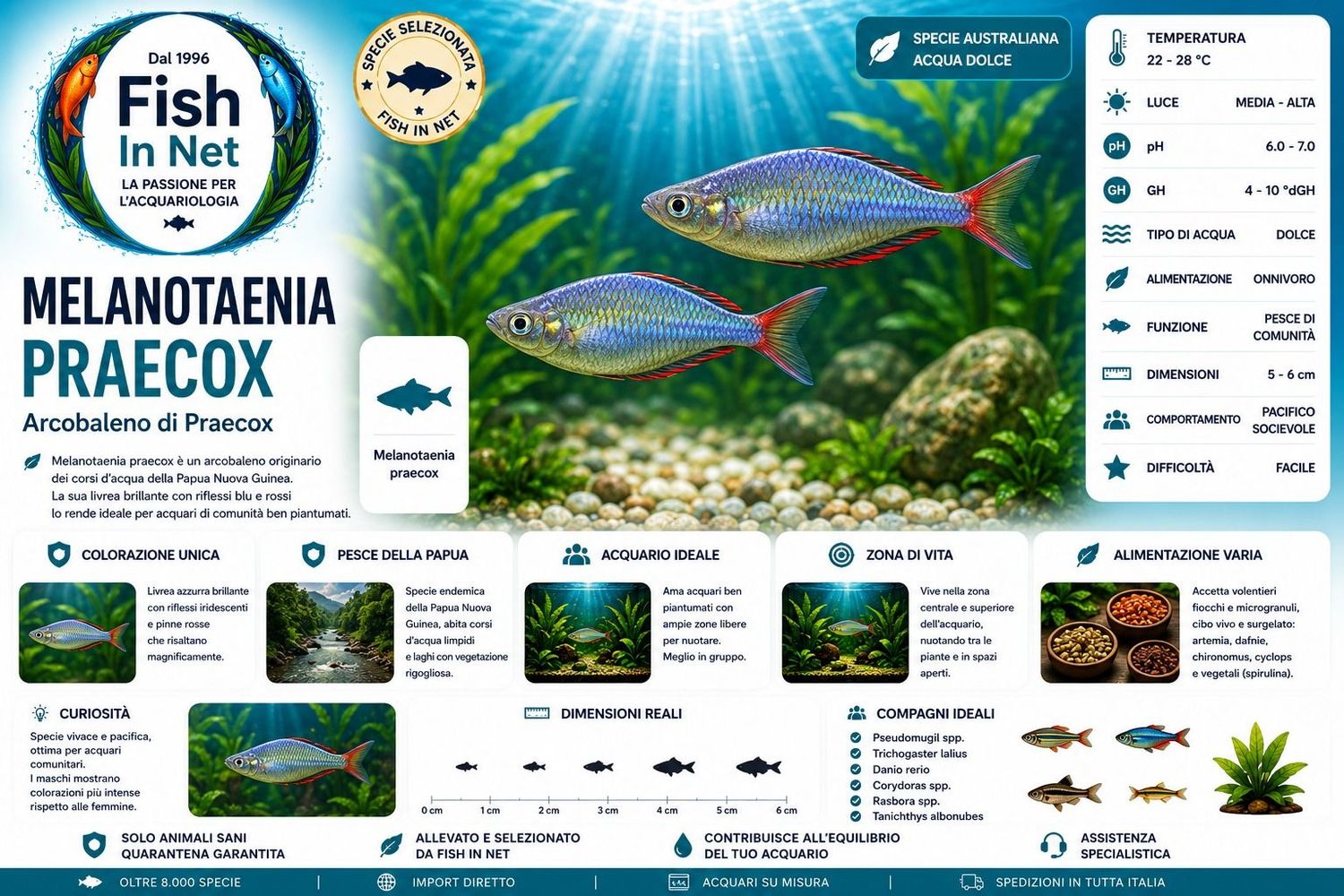 MELANOTAENIA PRAECOX MD MELANOTAENIA PRAECOX MD