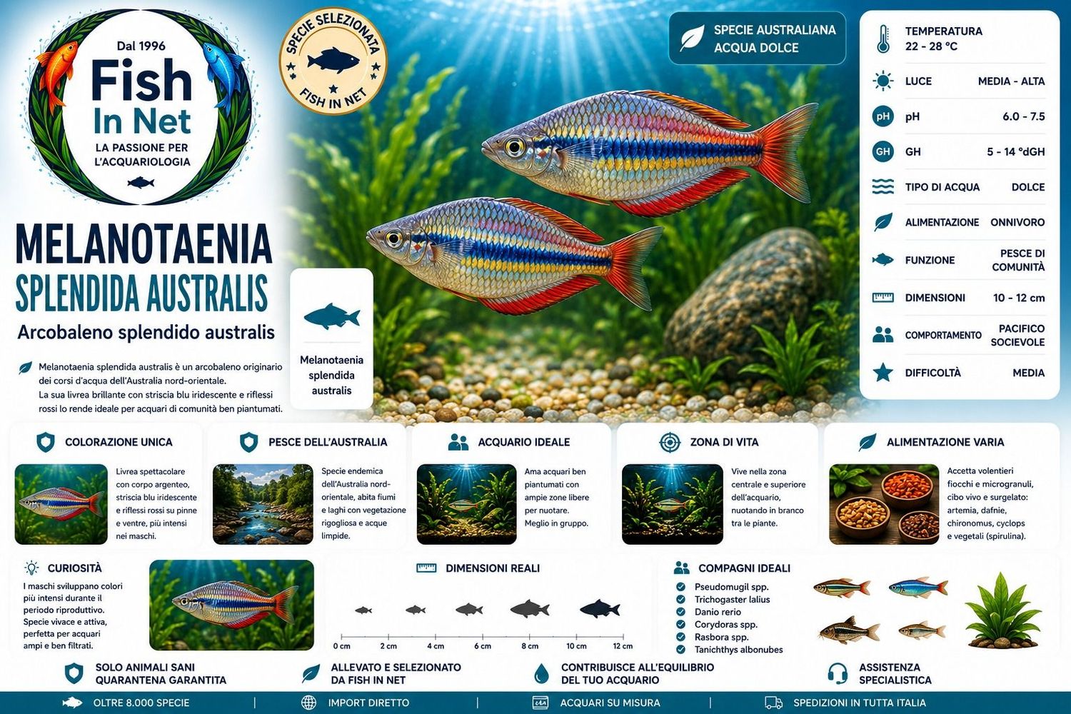 MELANOTAENIA SPLENDIDA AUTRALIS MELANOTAENIA SPLENDIDA AUTRALIS