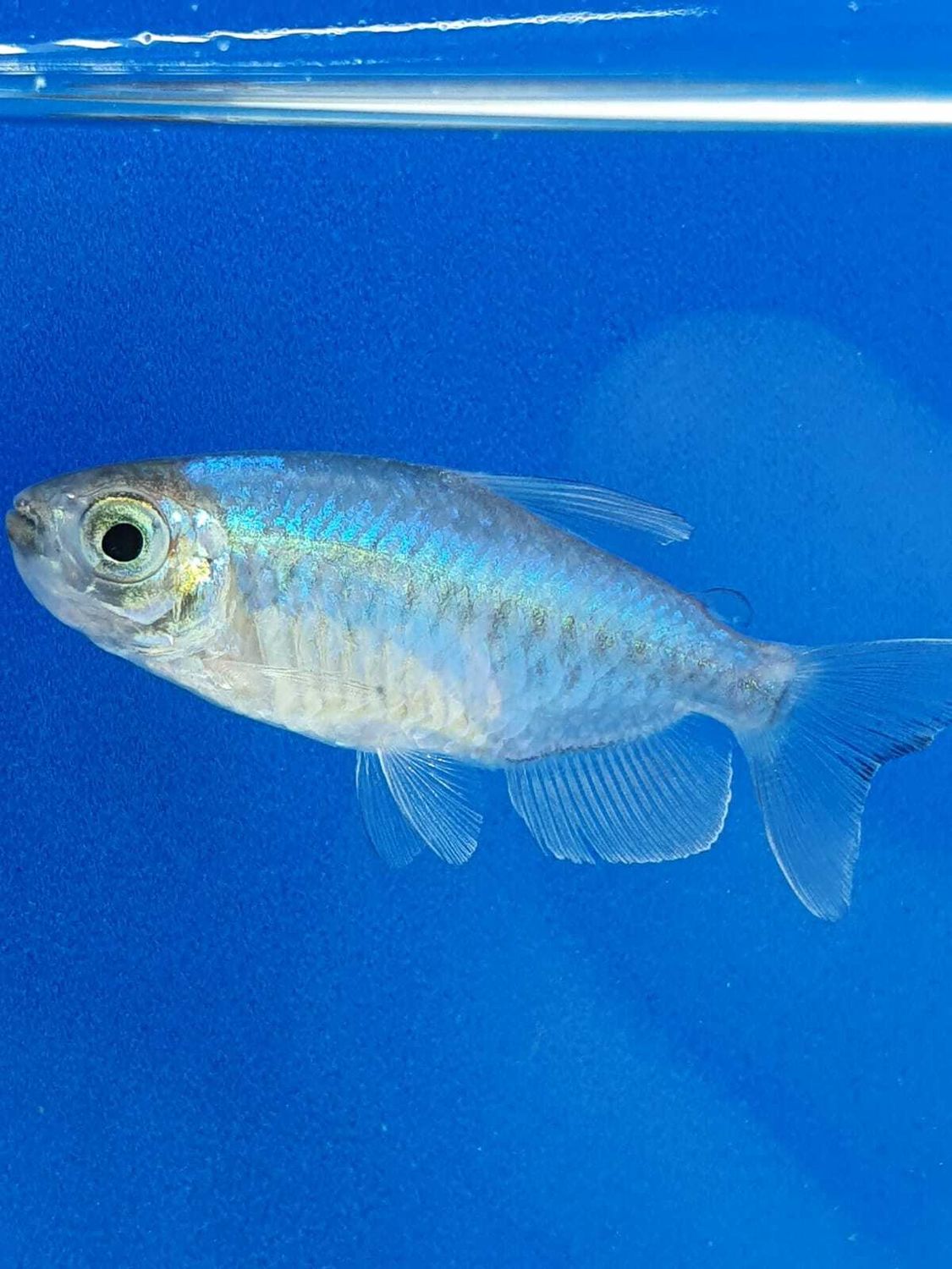 PHENACOGRAMMUS INTERRUPTUS