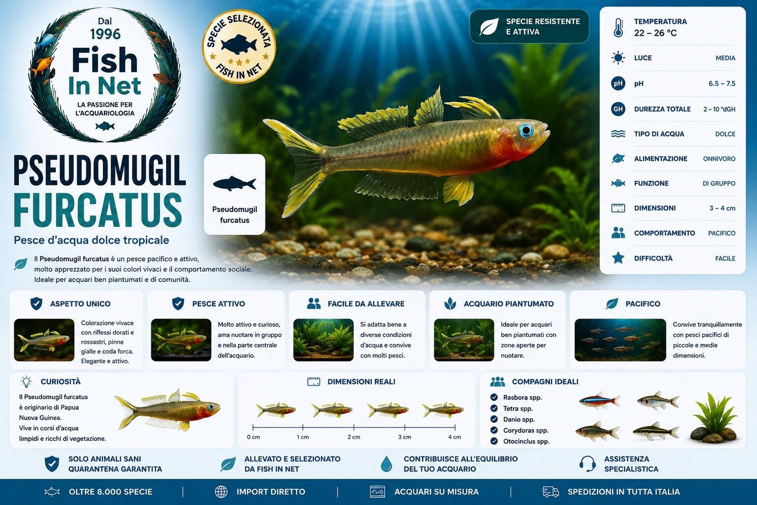 PSEUDOMUGIL FURCATUS MD PSEUDOMUGIL FURCATUS MD