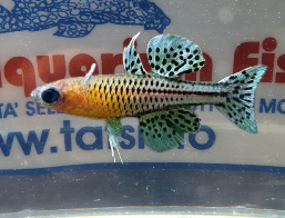 PSEUDOMUGIL GERTRUDAE