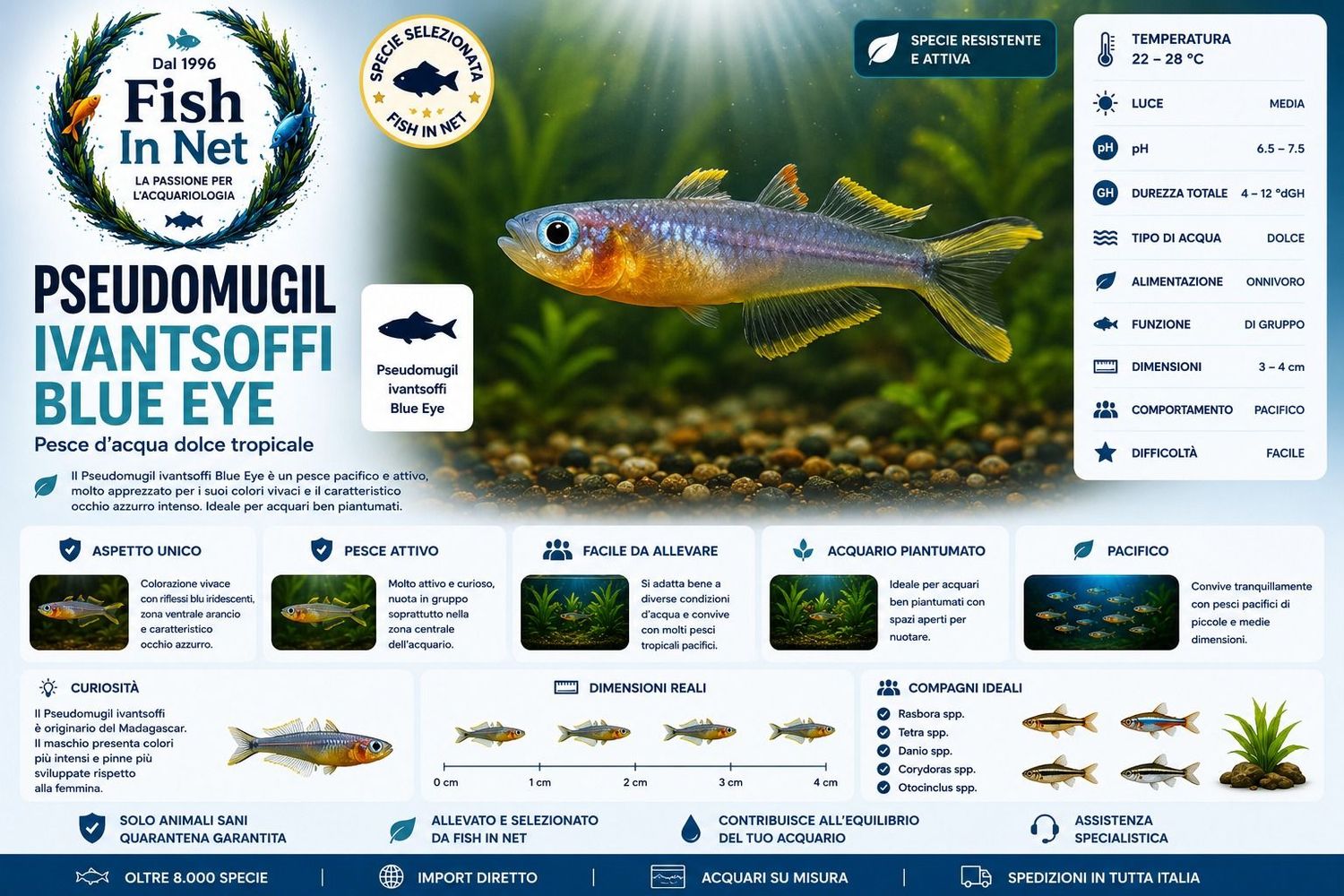 PSEUDOMUGIL IVANTSOFFI BLUE EYE PSEUDOMUGIL IVANTSOFFI BLUE EYE