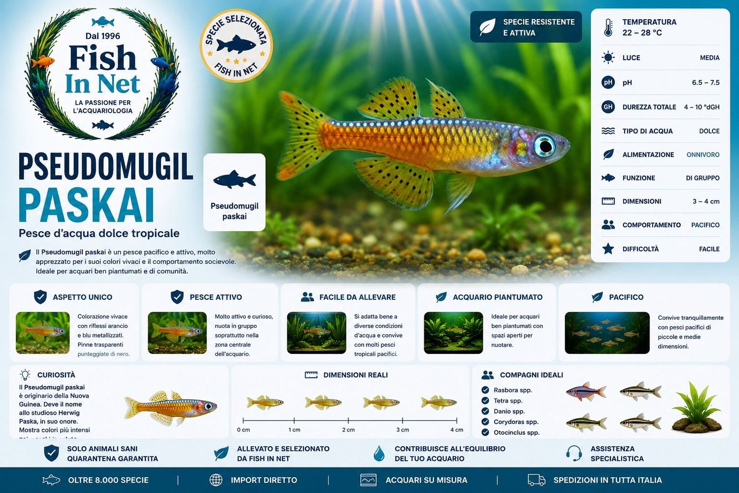 PSEUDOMUGIL PASKAI PSEUDOMUGIL PASKAI