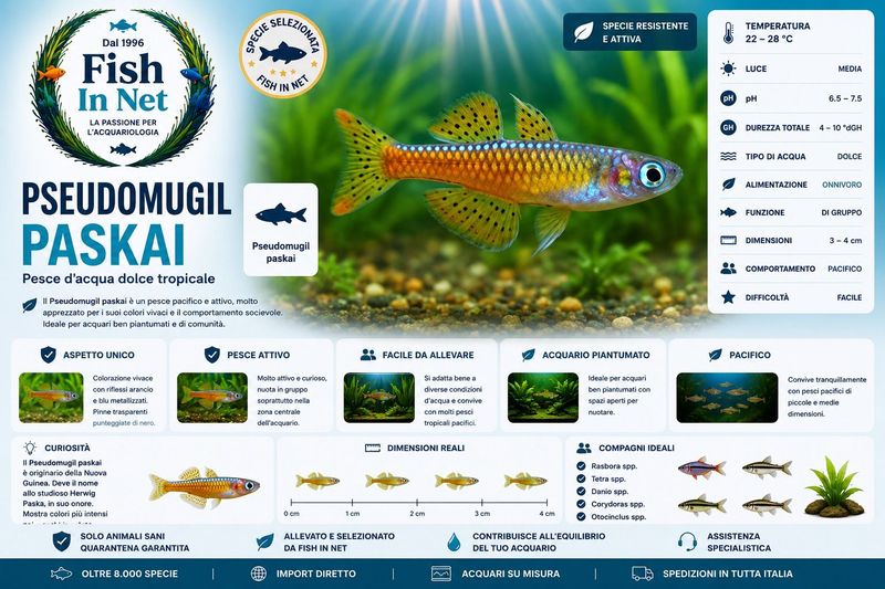PSEUDOMUGIL PASKAI