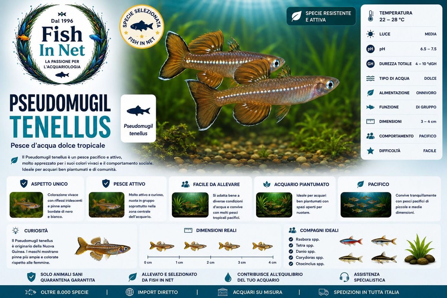 PSEUDOMUGIL TENELLUS