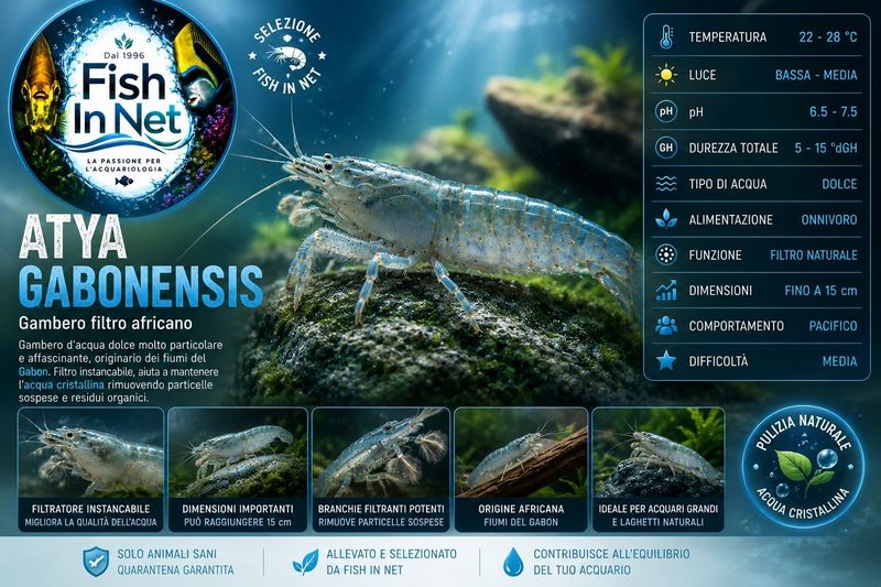 ATYA GABONENSIS ATYA GABONENSIS