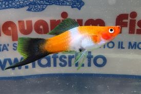 XIPHO KOHAKU WAGTAIL NEW
