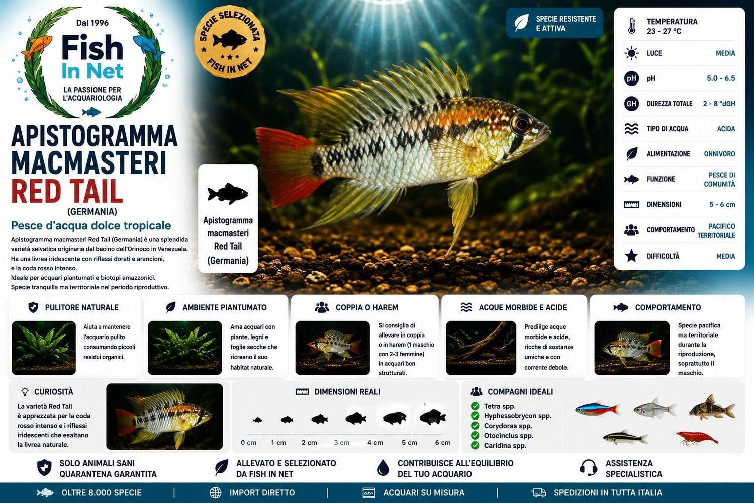 APISTOGRAMMA MACMASTERI RED TAIL (GERMANIA)