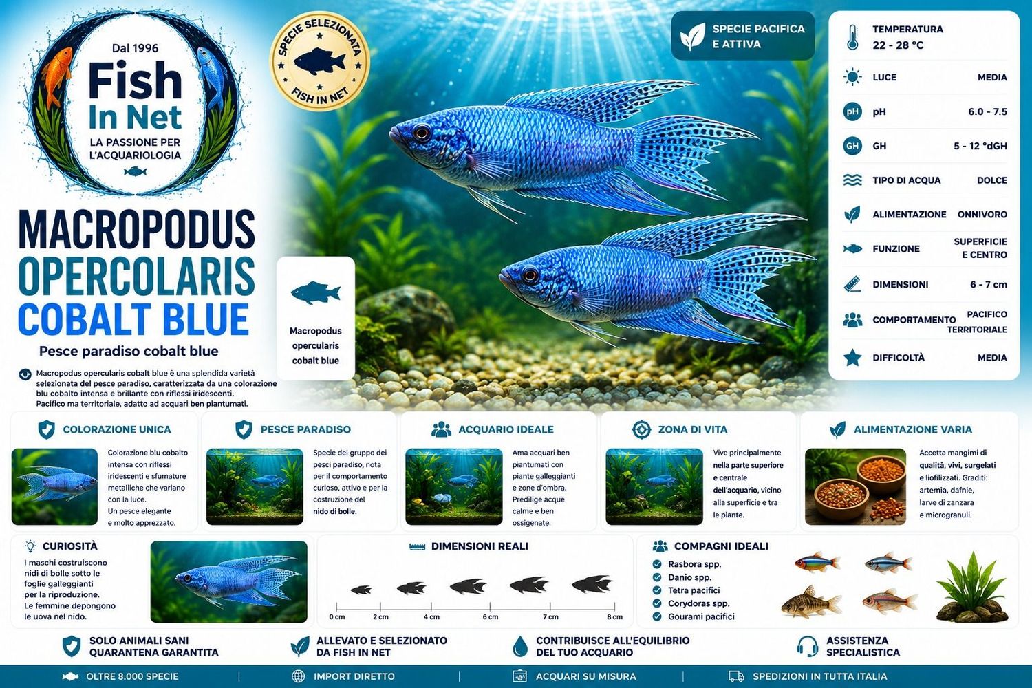 MACROPODUS OPERCOLARIS COBALT  BLUE