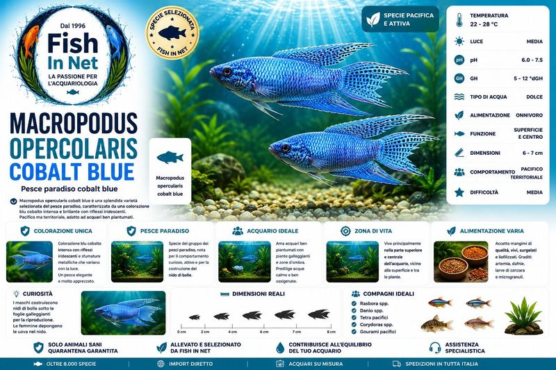 MACROPODUS OPERCOLARIS COBALT  BLUE