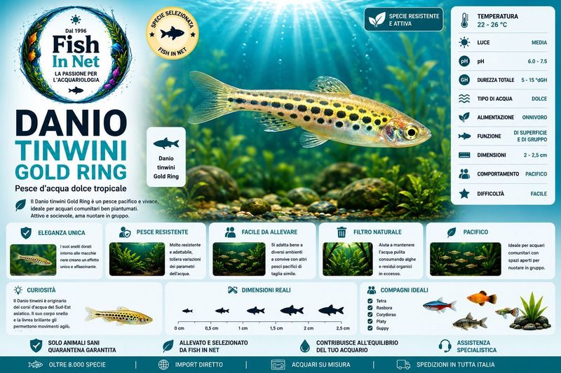 DANIO TINWINI GOLD RING