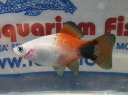 PLATY RED WHITE MOON PLATY RED WHITE MOON