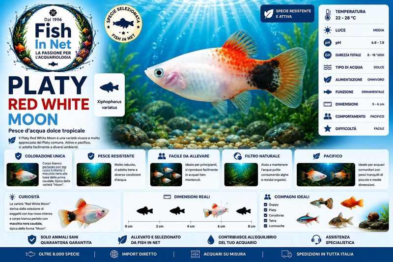 PLATY RED WHITE MOON