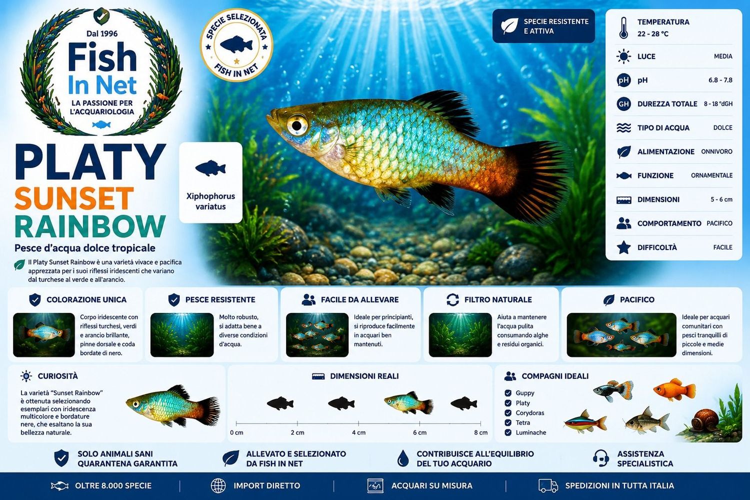 PLATY SUNSET RAINBOW PLATY SUNSET RAINBOW