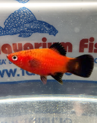 PLATY RED WAGTAIL PLATY RED WAGTAIL