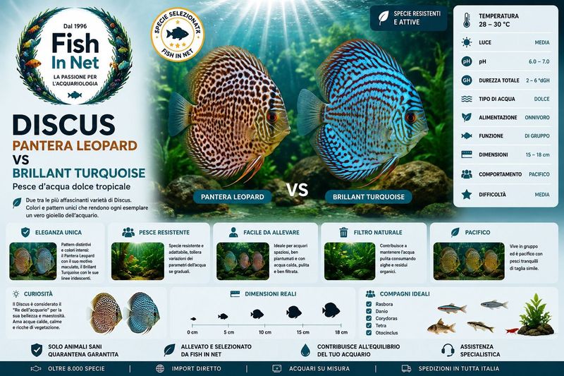 DISCUS PANTERA LEOPARD vs BRILLANT TURQUOISE 5/6CM.  OFFERTA
