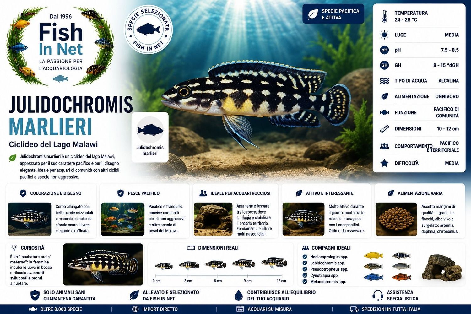 JULIDOCHROMIS MARLIERI SM JULIDOCHROMIS MARLIERI SM
