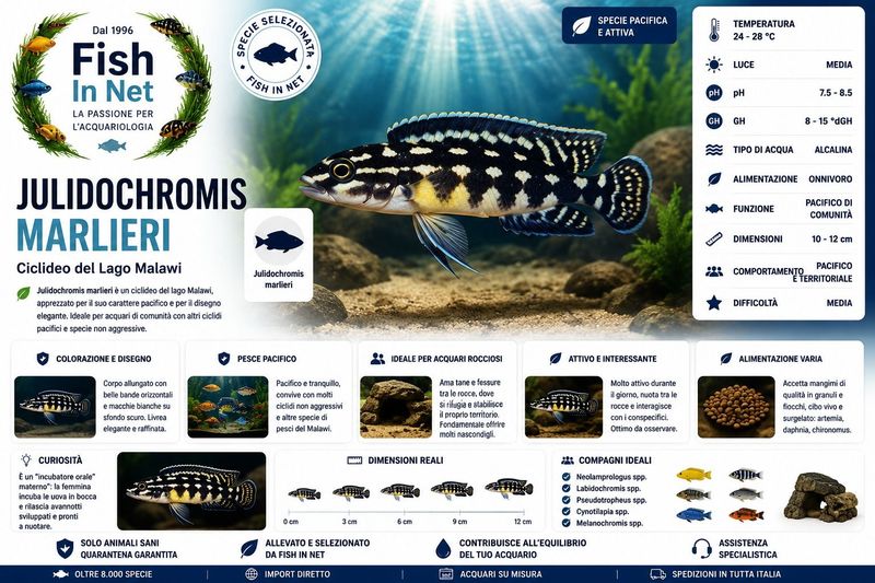 JULIDOCHROMIS MARLIERI SM JULIDOCHROMIS MARLIERI SM