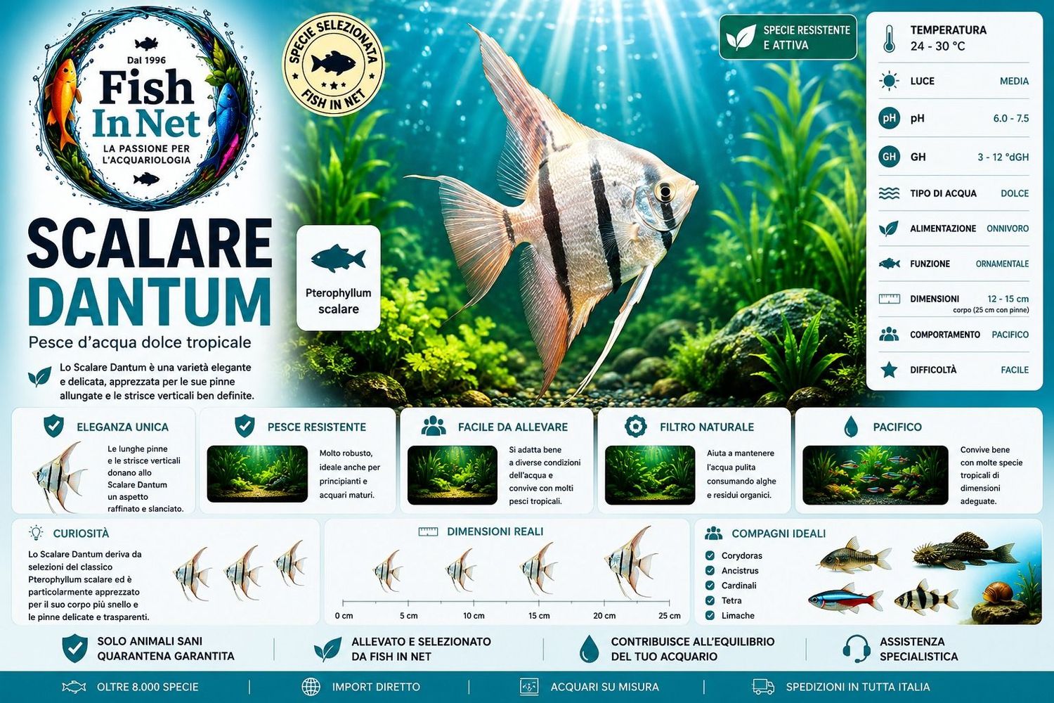 SCALARE DANTUM L SCALARE DANTUM L
