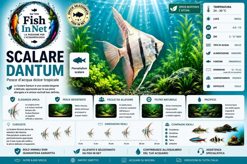 SCALARE DANTUM L SCALARE DANTUM L