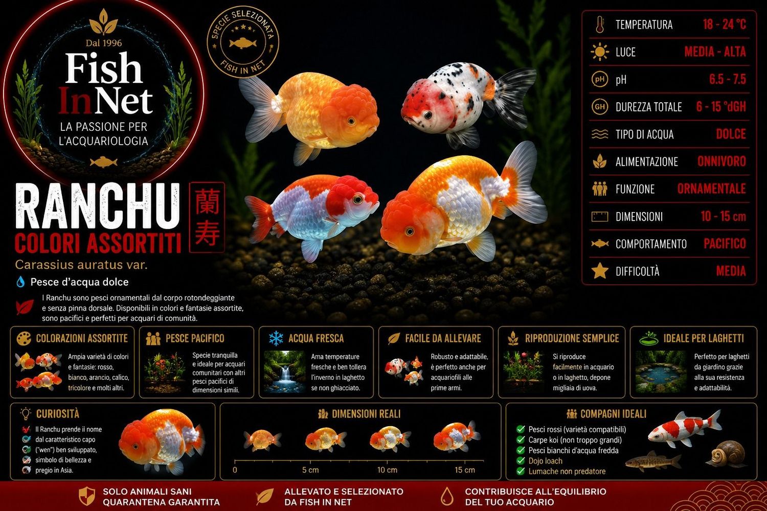 RANCHU COLORI COLORI 7/8 CM PREMIUM QUALITY