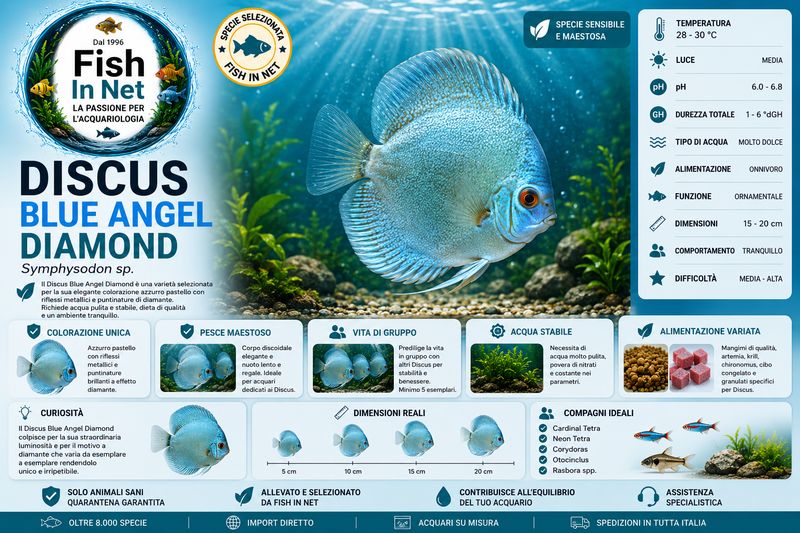 DISCUS BLUE ANGEL DIAMOND 5/6cm DISCUS BLUE ANGEL DIAMOND 5/6cm