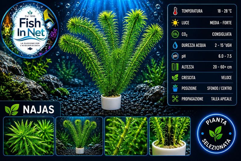 Najas