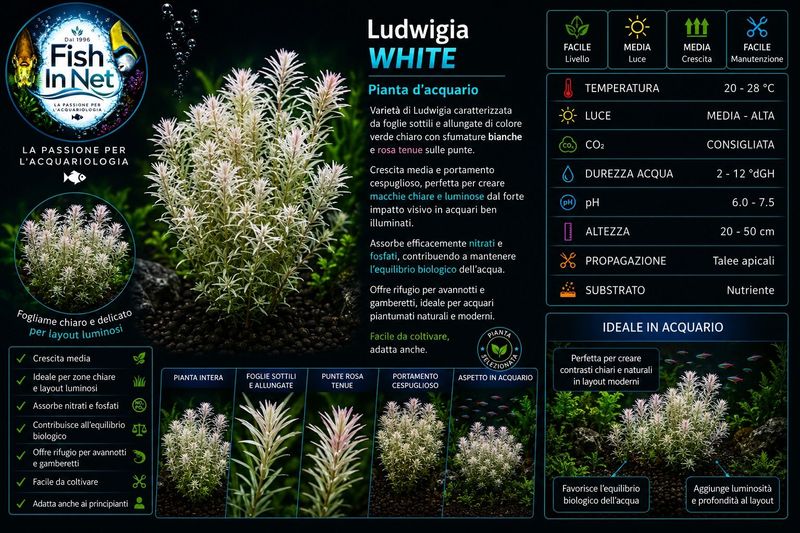 Ludwigia WHITE