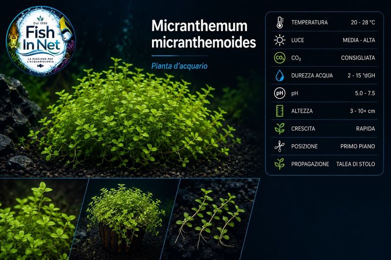 MICRANTHEMUM MICRANTHEMOIDES