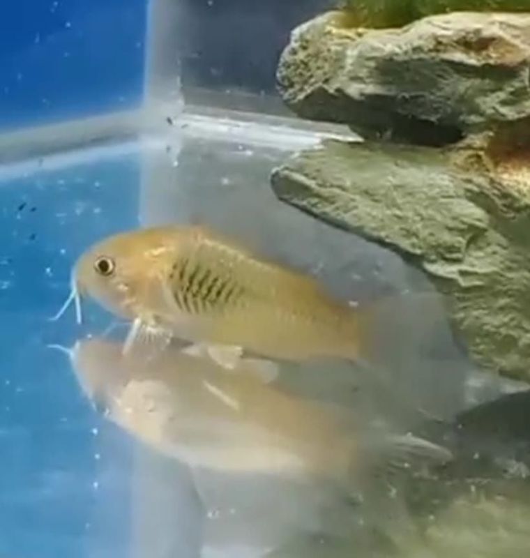 CORYDORAS AENEUS YELLOW CORYDORAS AENEUS YELLOW