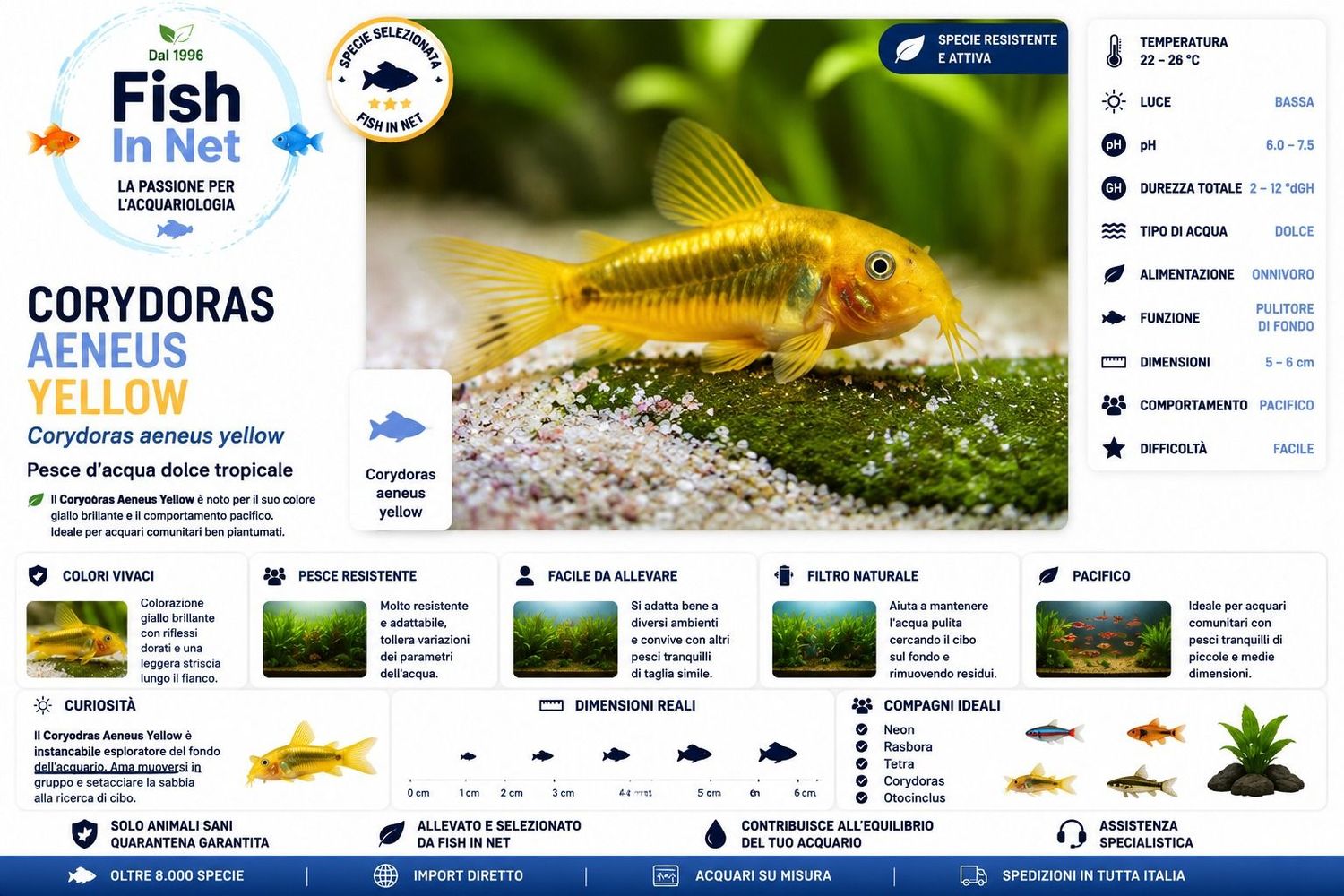 CORYDORAS AENEUS YELLOW CORYDORAS AENEUS YELLOW