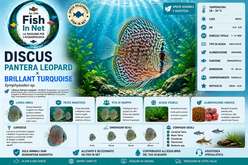 DISCUS PANTERA LEOPARD vs BRILLANT TURQUOISE 7/8 CM. OFFERTA DISCUS PANTERA LEOPARD vs BRILLANT TURQUOISE 7/8 CM. OFFERTA