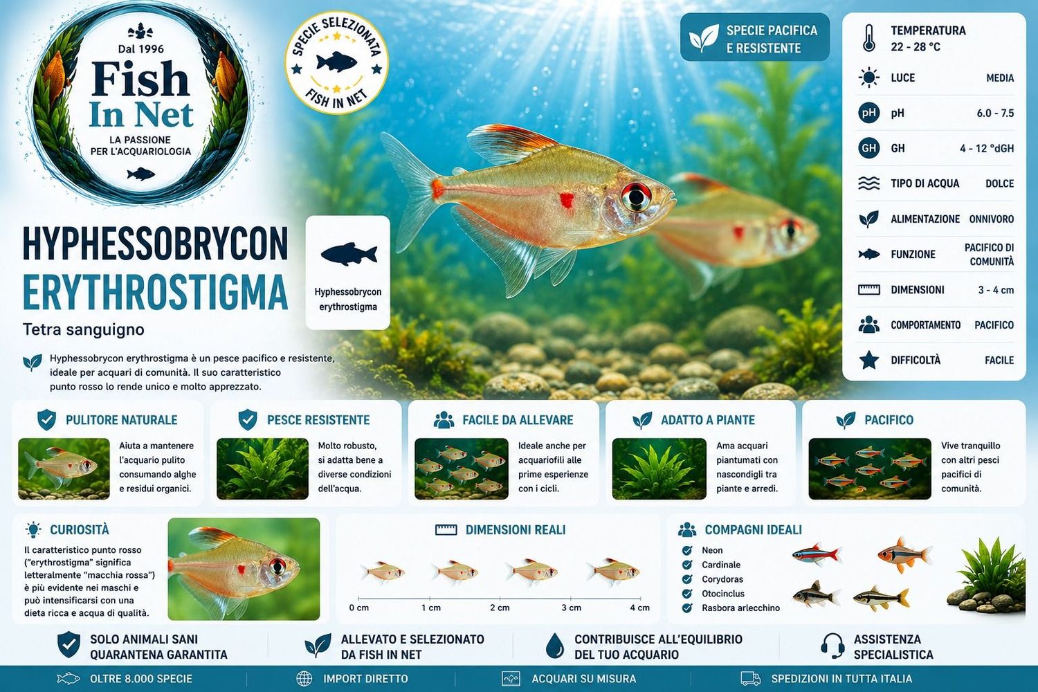HYPHESSOBRYCON ERYTHROSTIGMA