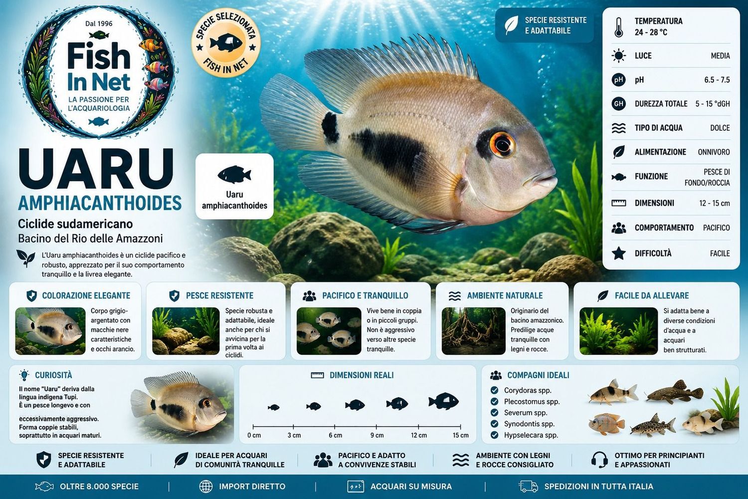 UARU AMPHIACANTHOIDES 4/5 CM. UARU AMPHIACANTHOIDES 4/5 CM.