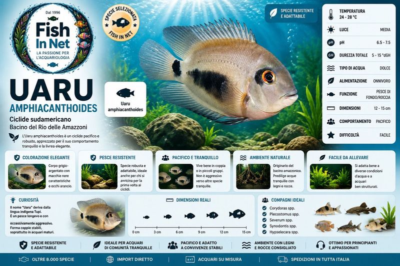 UARU AMPHIACANTHOIDES 4/5 CM.