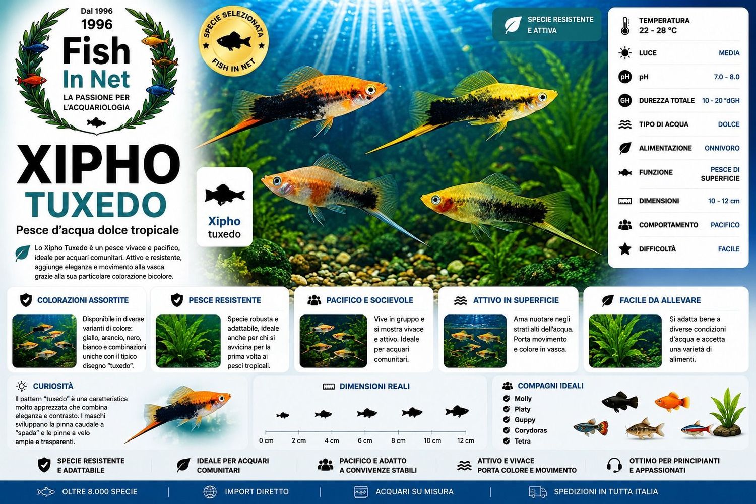 XIPHO TUXEDO COLORI ASSORTITI XIPHO TUXEDO COLORI ASSORTITI