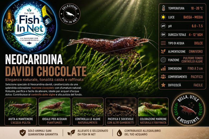 NEOCARIDINA DAVIDI CHOCOLATE NEOCARIDINA DAVIDI CHOCOLATE
