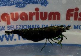 NEOCARIDINA BLACK ROSE