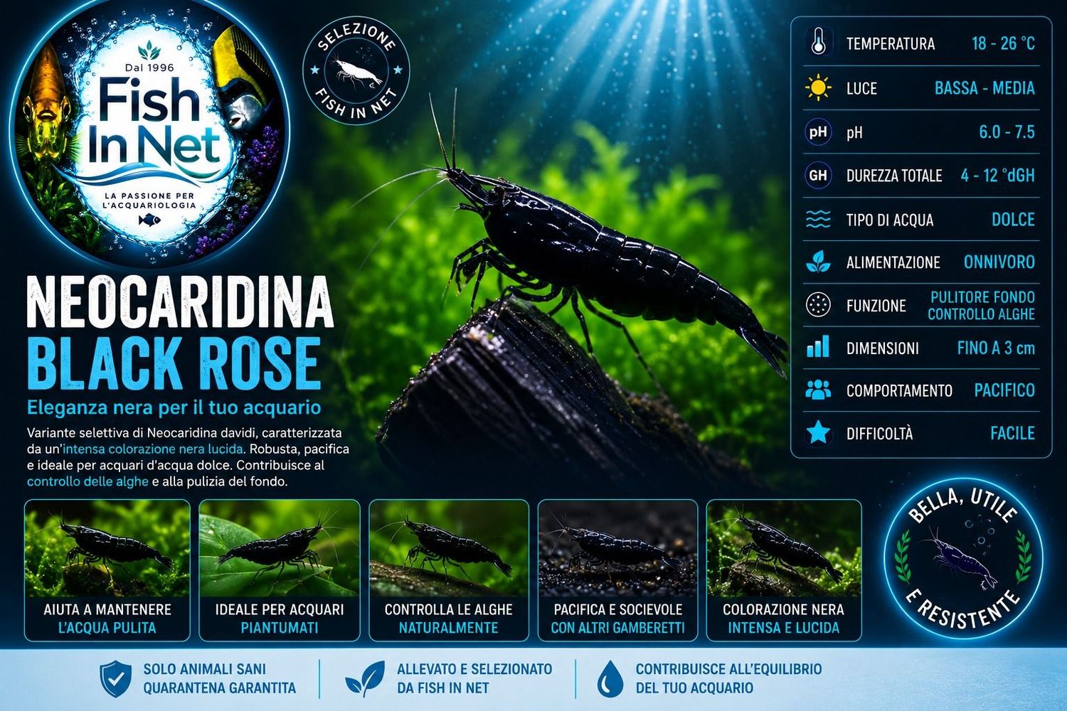 NEOCARIDINA DAVIDI BLACK ROSE