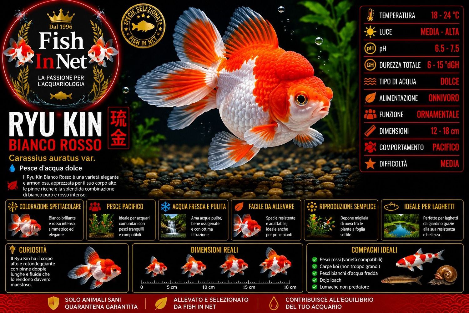 RYU KIN BIANCO ROSSO 7/8 CM
