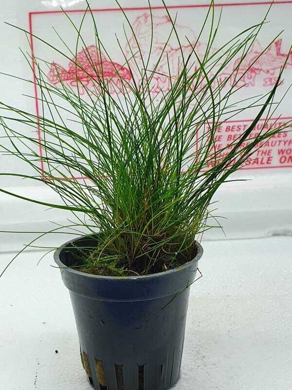 Eleocharis parvula su tappetino