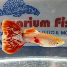 GUPPY MASCHIO PIGEON