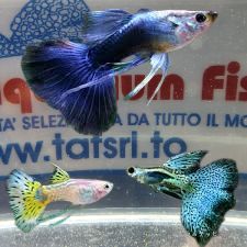 GUPPY MASCHIO RIBBON COLORI ASSORTITI